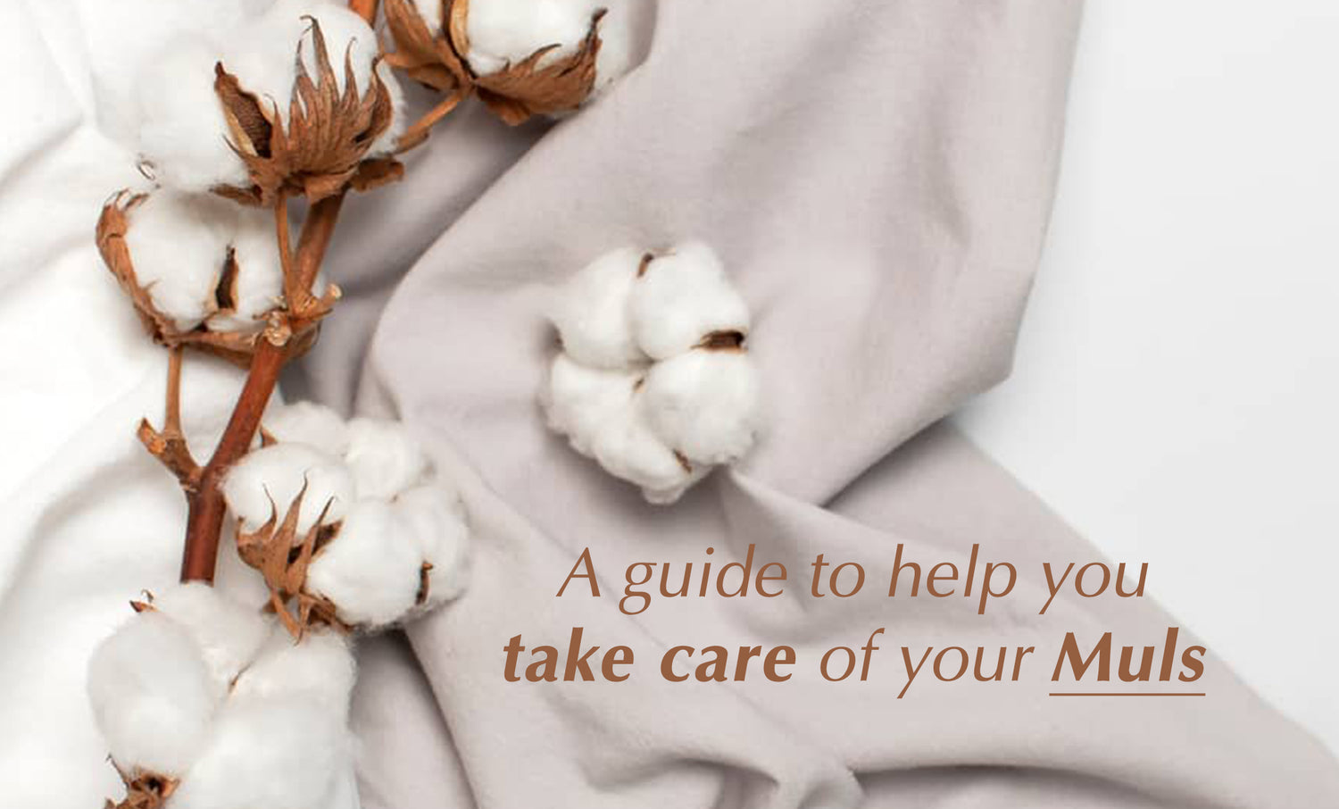 How to Take Care of Your Mulmuls